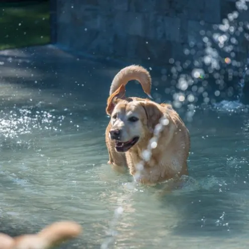 Folsom Dog Resort & Training Center Swimming Pool